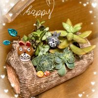 可愛い〜♡,季節の花,咲きました,多肉植物のある暮らし,とってもキレイ♡の画像
