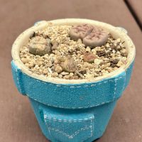 リトープス,琥珀玉,珊瑚玉,花紋玉,多肉植物の画像