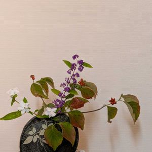 ニオイバンマツリ,ムラサキシキブ,ハナミズキの赤い実,私の生け花,袋井市法多山厄除け団子の画像
