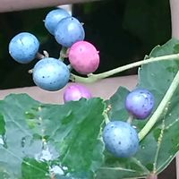 ノブドウ,山野草,花後,よその庭の画像