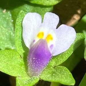 カタバミ,カタバミ,トキワハゼ,トキワハゼ,小さな花の画像