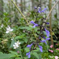 ガウラ,サルビア,ガーデニング,花のある暮らし,おうち園芸の画像