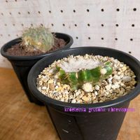 サボテン,逆鱗丸,子株,サボテン科,copiapoa haseltonianaの画像