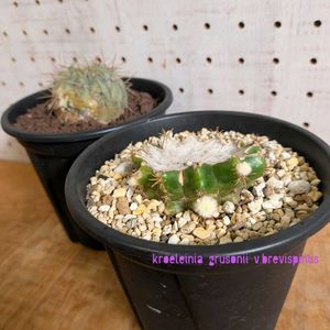 サボテン,逆鱗丸,子株,サボテン科,copiapoa haseltonianaの画像