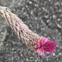 ノゲイトウ,山野草,よその庭の画像