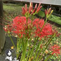ヒガンバナ,ヒガンバナ, 彼岸花,赤い花,ご近所の画像