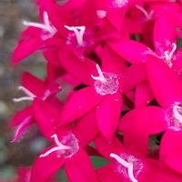 ペンタス,大好きな花,シルエット❤︎,風の中,癒されの画像