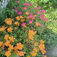 ポーチュラカ,可愛い〜♡,ピンクのお花,カラフルお花,優しい色合い♡の画像