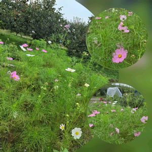 秋桜（こすもす）,種まきっ子,お庭作り中,白い水曜日♡,白い貴婦人✨の画像