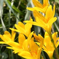 カリガネソウ,ゼフィランサス,タマスダレ,ゼフィランサス(タマスダレ),雁金草  カリガネソウの画像