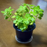 アロマティカス,アロマティカス,多肉植物の画像