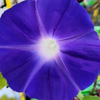 アサガオ,ご近所の画像