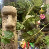 ジュエル・オーキッド,多肉植物,珍奇植物,多肉女子,モアイの日の画像