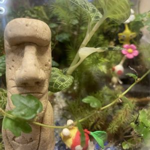 ジュエル・オーキッド,多肉植物,珍奇植物,多肉女子,モアイの日の画像