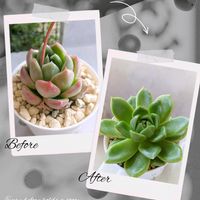 ゴールドゼリー,ゴールドゼリー,多肉植物,葉挿し,可愛いの画像