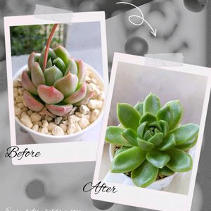 ゴールドゼリー,ゴールドゼリー,多肉植物,葉挿し,可愛いの画像