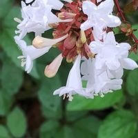 フヨウ,ムクゲ,アベリア,八重ムクゲ,八重ムクゲの画像