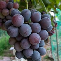 ぶどう,ブドウ(巨峰),我が家の畑,甘いぶどう,可愛い小さな花の画像