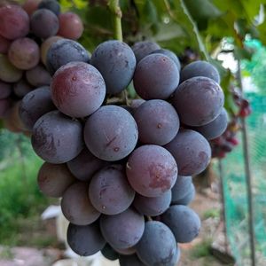 ぶどう,ブドウ(巨峰),我が家の畑,甘いぶどう,可愛い小さな花の画像