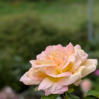 バラ,バラ,鉢植え,可愛い〜♡,ピンクの花の画像