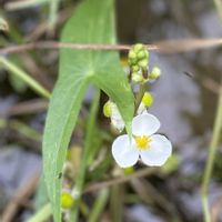 オモダカ,田んぼの雑草の画像