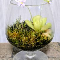 ムシトリスミレ,ピンギキュラ,テラリウム,食虫植物,リビング・ダイニングの画像