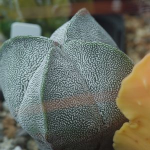 ハオルチア,多肉植物,観葉植物,塊根植物,サボテン科の画像