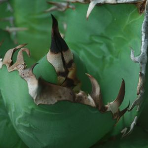 ハオルチア,多肉植物,観葉植物,塊根植物,サボテン科の画像