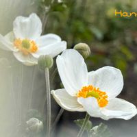 秋明菊,自然,料理,花のある暮らし,秋を感じるの画像