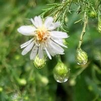 ニラ,イトトンボ,クジャクソウ,ニラの花の蕾,韮の画像