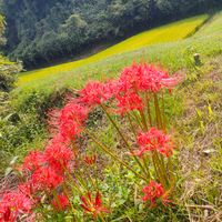 アサガオ,ヒガンバナ,ルコウソウ,ガーデニング,花のある暮らしの画像