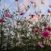 コスモス,青森,犬好き,たにおたくらぶＮo.123の画像