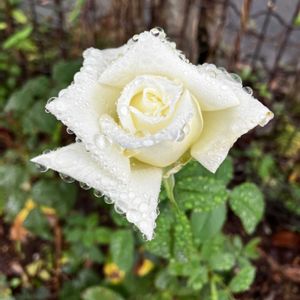 ヨハネ パウロ2世,小さな花壇,ばら バラ 薔薇,出勤途中での画像