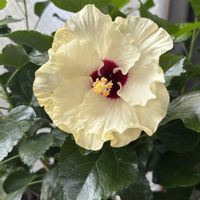 ハイビスカス,お花は癒し,ベランダの画像
