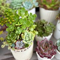 多肉植物,多肉寄せ植え,かわいいな♡,GS日和,庭の画像