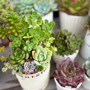 多肉植物,多肉寄せ植え,かわいいな♡,GS日和,庭の画像