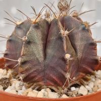 牡丹玉,サボテン科,ギムノカリキウム属,ゴスるんサボテン,ゴスるんつぼみの画像
