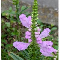 うちの子,有り難う‼️,世界の平和を願う,小さな庭,玄関アプローチの画像