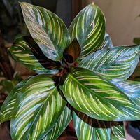 カラテア,カラテア・ビューティースター,観葉植物,熱帯植物,botanical lifeの画像