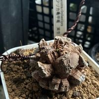 亀甲竜,アフリカ亀甲竜,お目覚めの画像