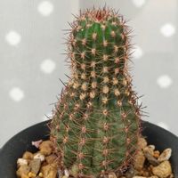 　エキノプシス属,旧ロビビア属,サボテン科,変な形,エキノプシス属の画像