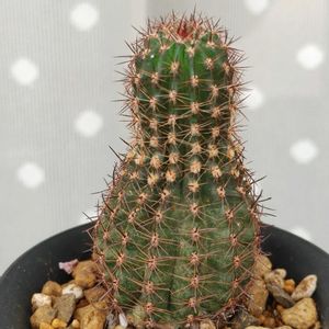 　エキノプシス属,旧ロビビア属,サボテン科,変な形,エキノプシス属の画像