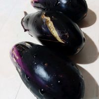 ナス,無農薬栽培,採れたて夏野菜,身割れナスの画像
