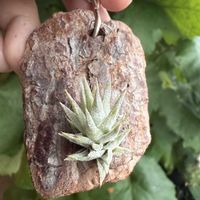 チランジア,エアプランツの画像