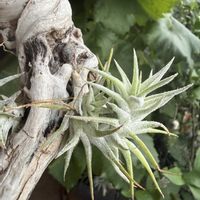 チランジア,エアプランツの画像
