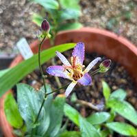 ホトトギス,ホトトギス 江戸の華,小さな庭の画像