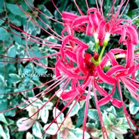 ヒガンバナ,可愛い,庭の花,癒し,花のある暮らしの画像
