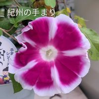 アサガオ,朝顔,団十郎,朝顔 団十郎,紀州の手まりの画像