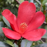 ペンタス,アザレアツバキ,京都府立植物園,ナミアゲハの画像