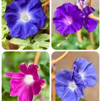 アサガオ,朝顔,朝顔 暁の混合,朝顔 暁の混合,種からの画像